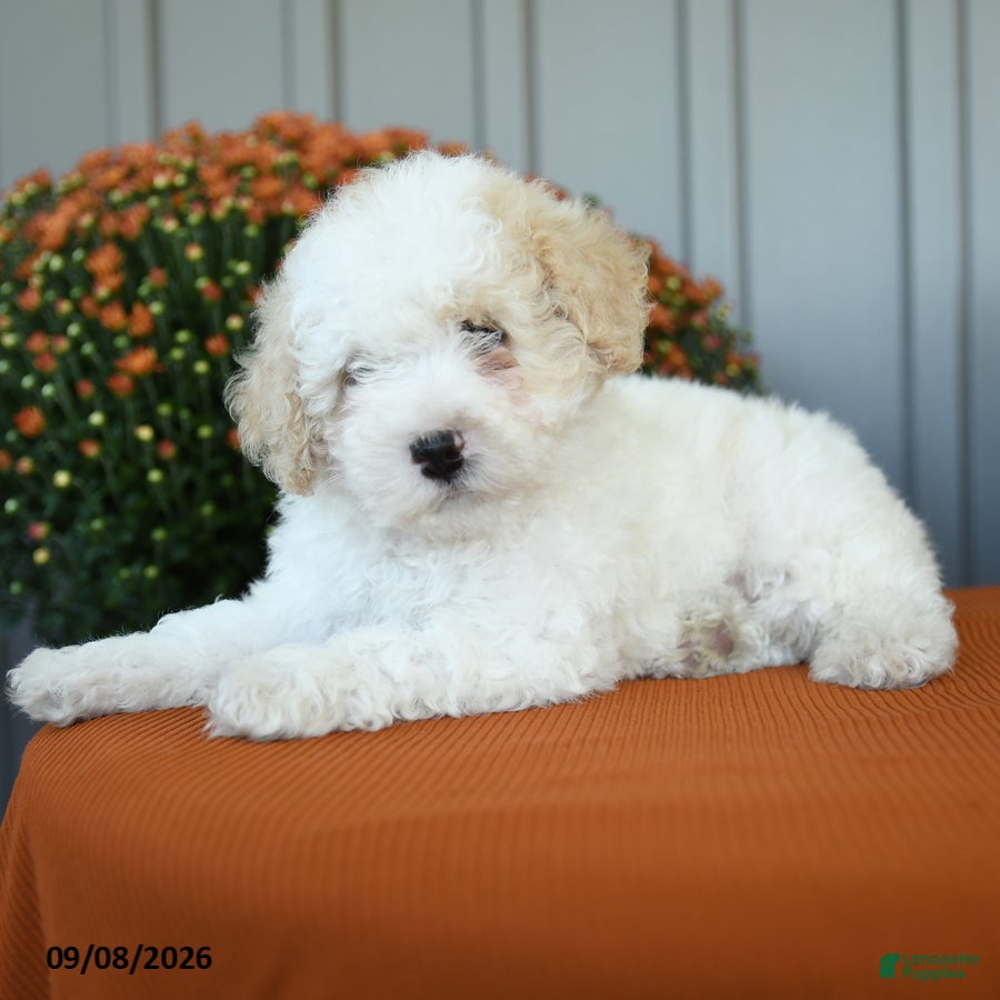 Miniature Poodle dogs Murphy - Ad 2