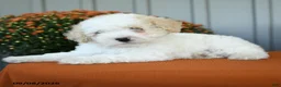 Miniature Poodle dogs for sale: Murphy - Ad 2