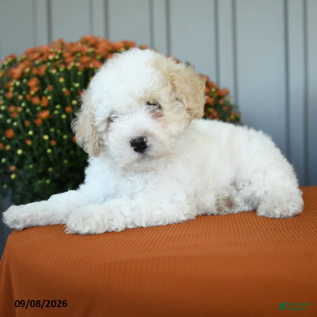 Miniature Poodle dogs for sale: Murphy - Ad 2