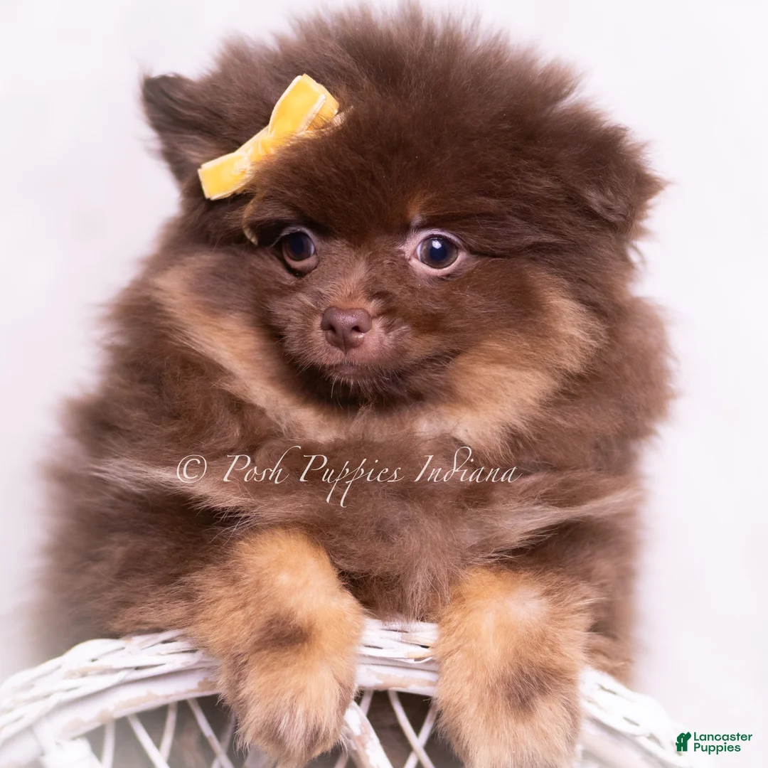 Pomeranian dogs for sale: Hershey - Ad 6