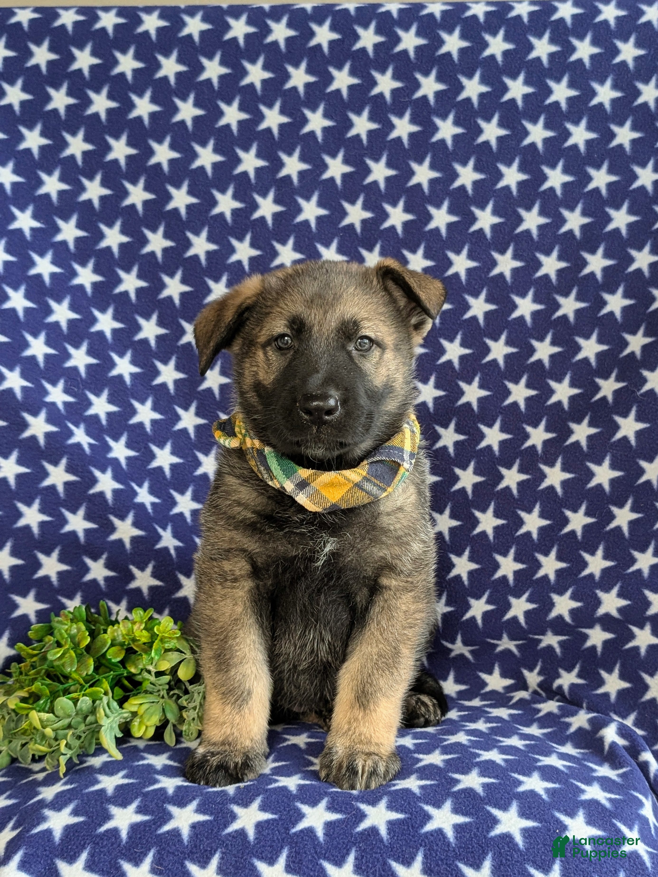 Mixed Breed dogs Barclay - Ad 2