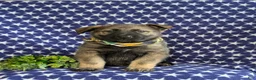 Mixed Breed dogs for sale: Barclay - Ad 2