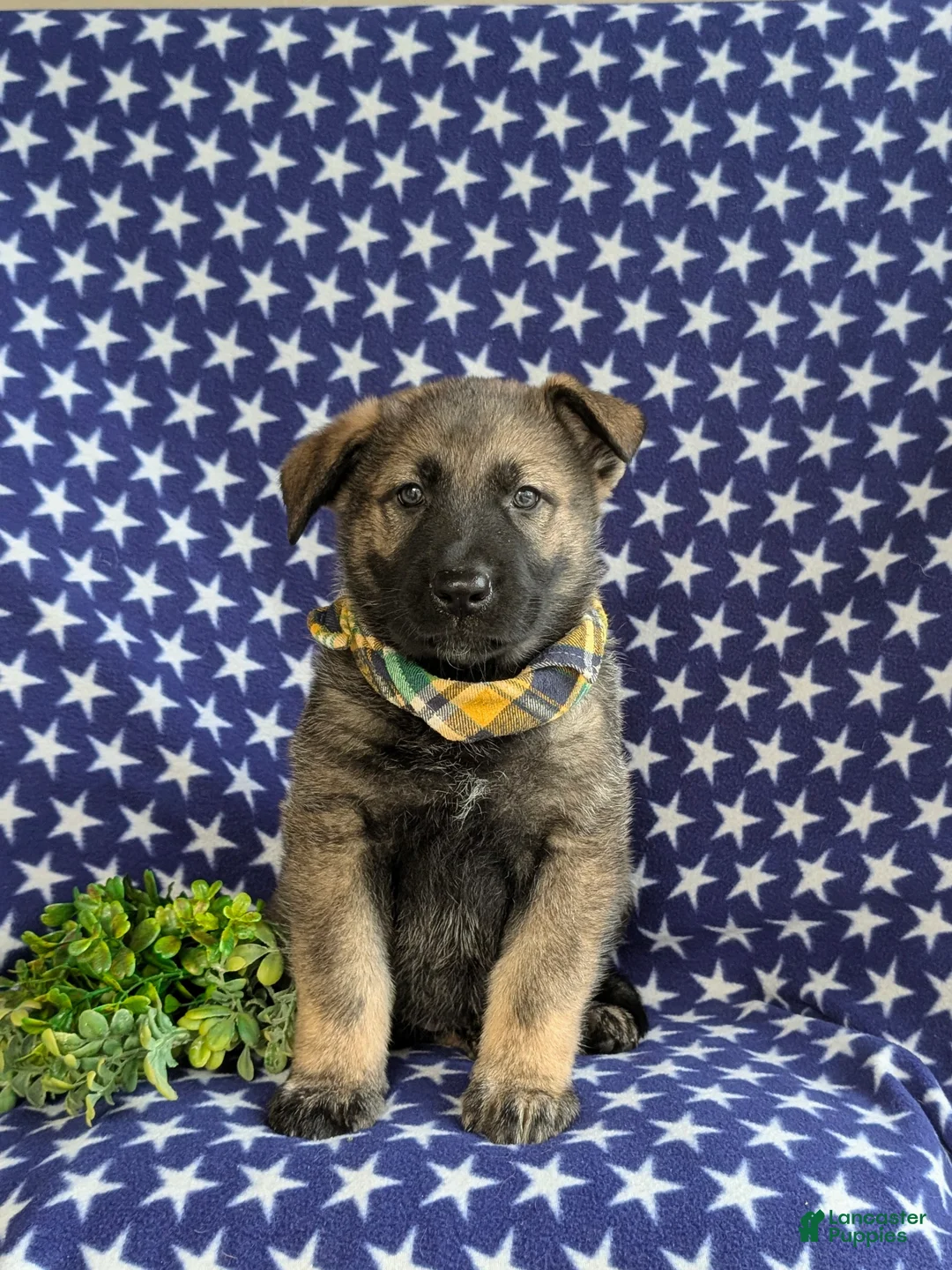 Mixed Breed dogs for sale: Barclay - Ad 2