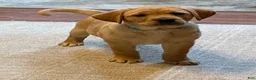 Labrador Retriever dogs for sale: Clare - Ad 7