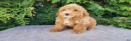 Mini Bernedoodle dogs for sale: Spencer - Ad 18