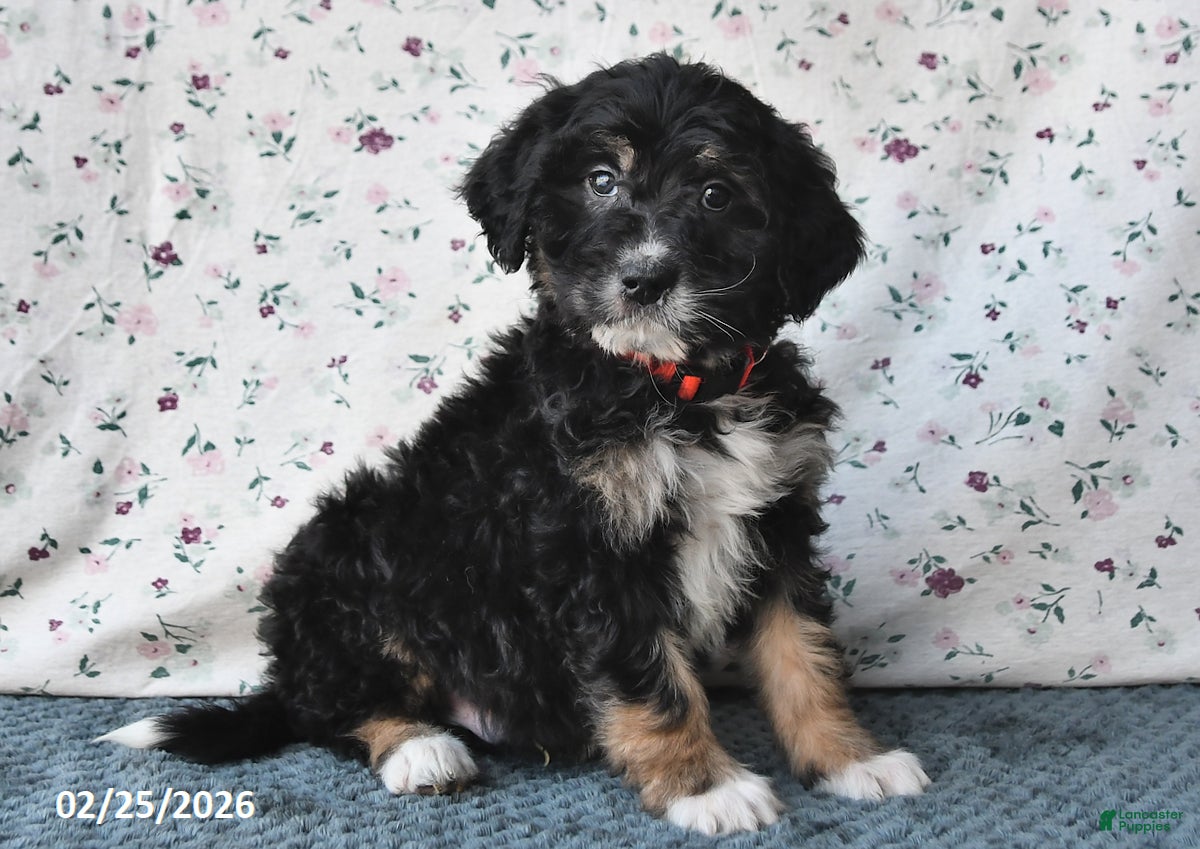 Bernedoodle dogs Asher - Ad 2