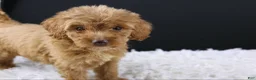 Mini Aussiedoodle dogs for sale: Swiper - Ad 2