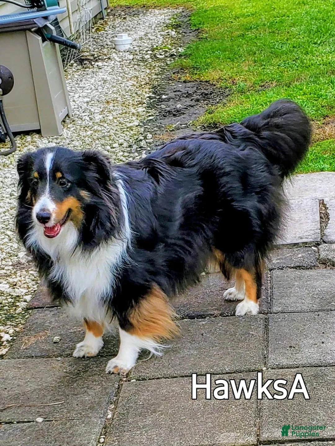 Shetland Sheepdog dogs for sale: Shetland Sheepdog Puppy 2 - Ad 2