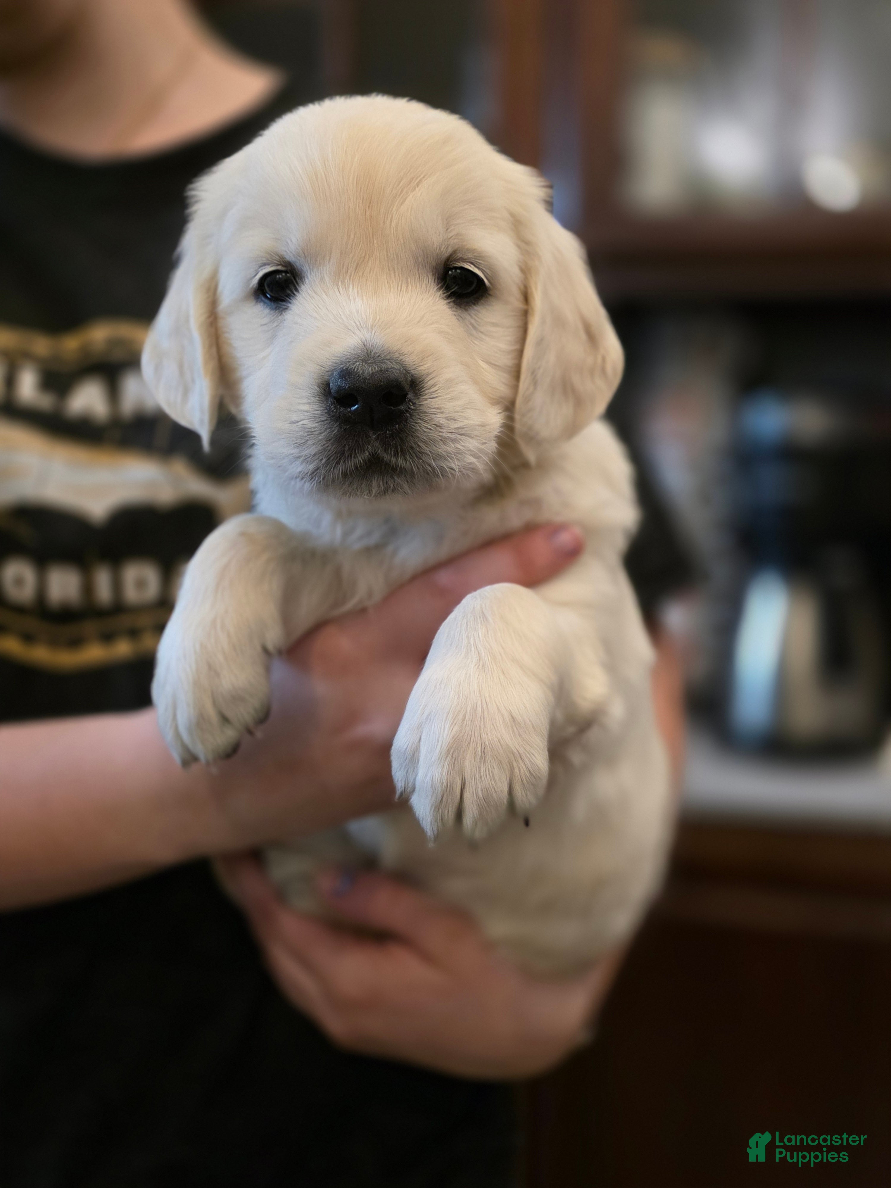 Golden Retriever dogs Trix, Champion Sired - Ad 1