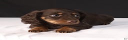Dachshund dogs for sale: Cocoa - Ad 3