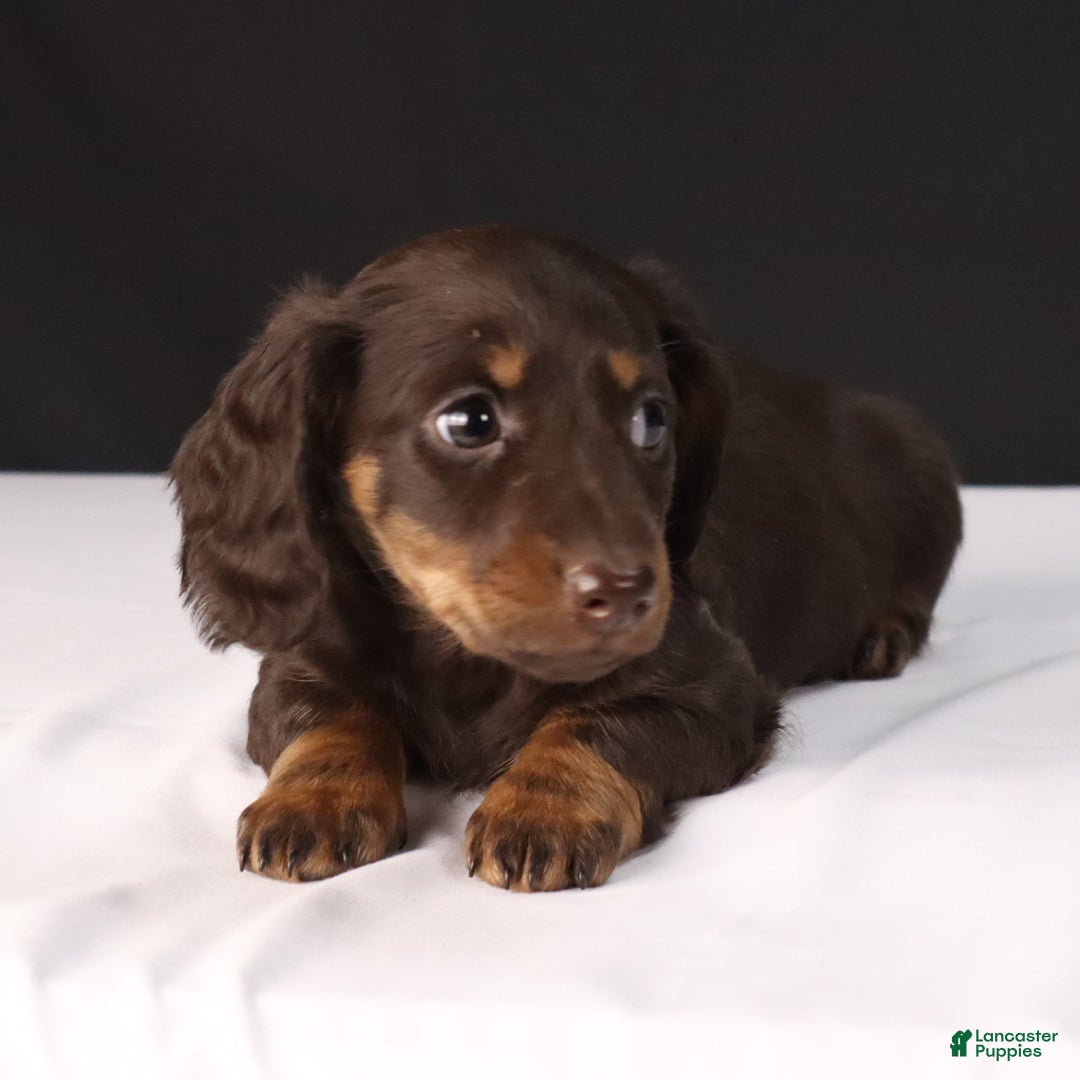 Dachshund dogs for sale: Cocoa - Ad 3