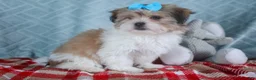 Teddy Bear dogs for sale: GIGI - Ad 1