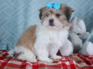 Teddy Bear dogs GIGI - Ad 17