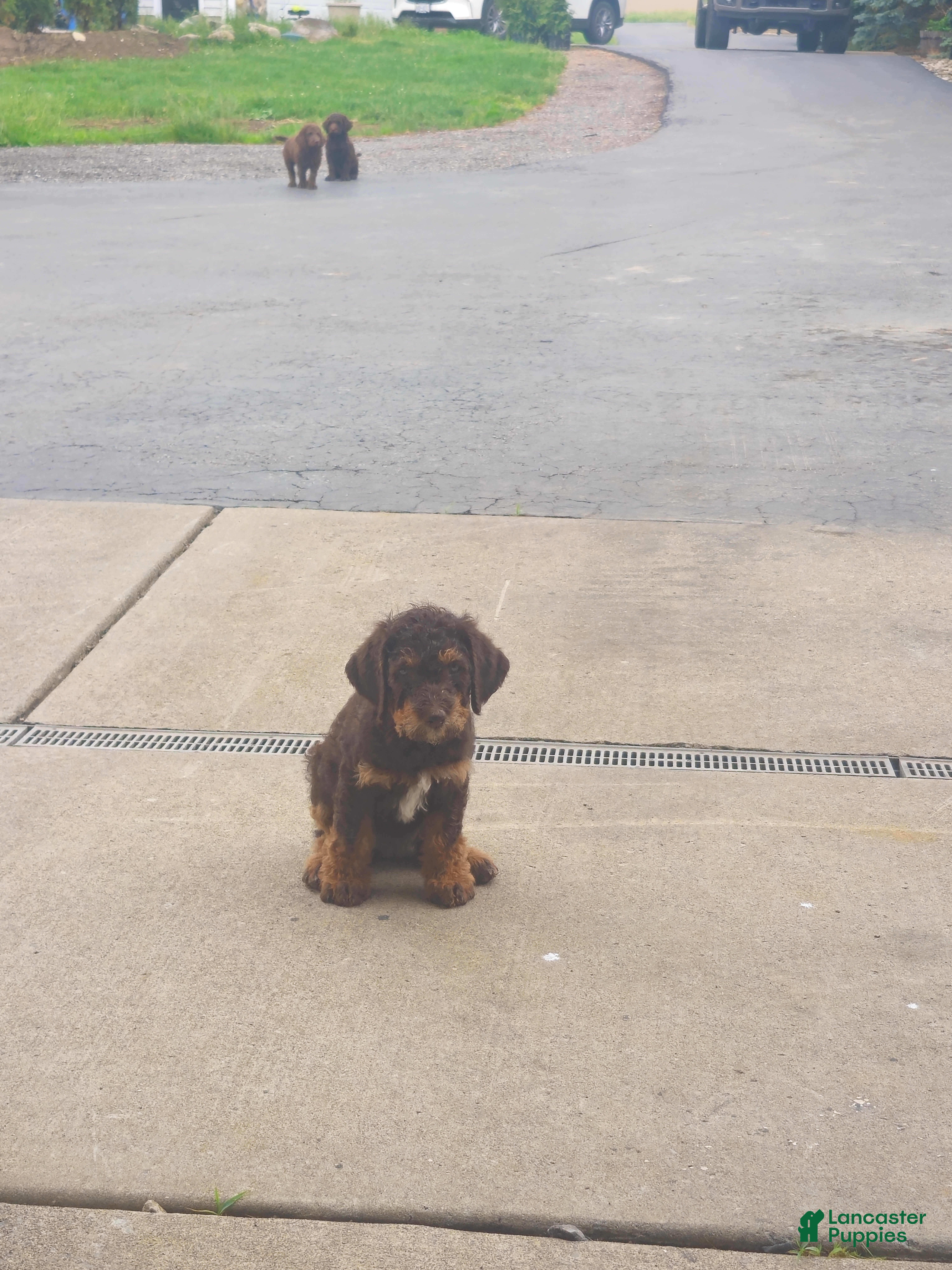 Labradoodle dogs Sunny - Ad 26