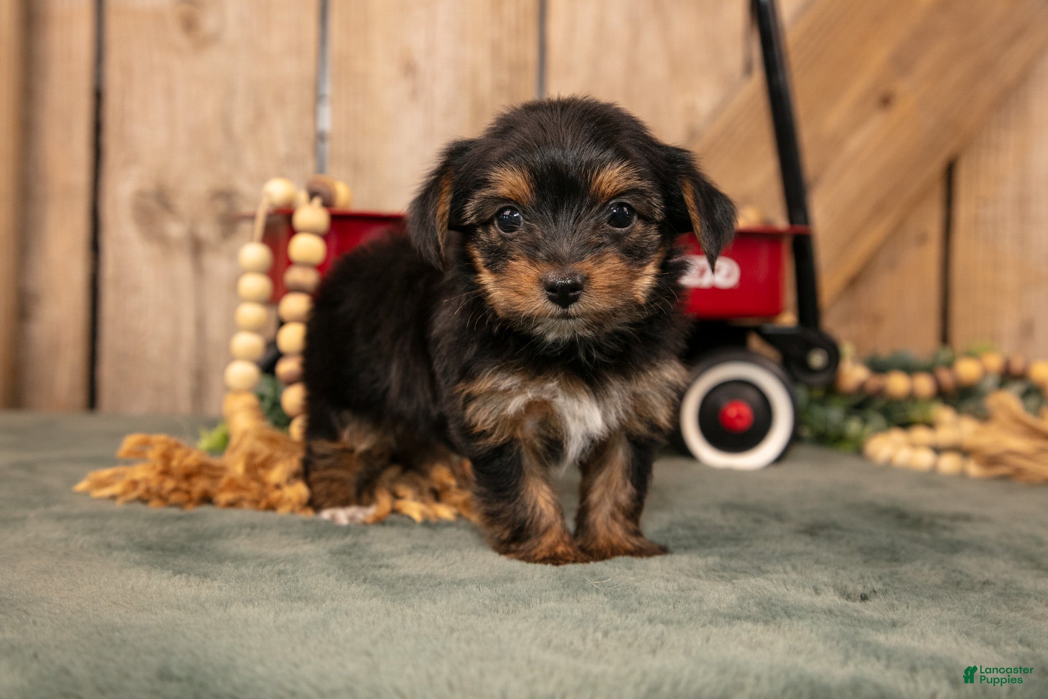 Yorkshire Terrier dogs Karli - Ad 2