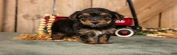 Yorkshire Terrier dogs for sale: Karli - Ad 2