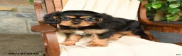 Cavalier King Charles Spaniel dogs for sale: Reese - Ad 4