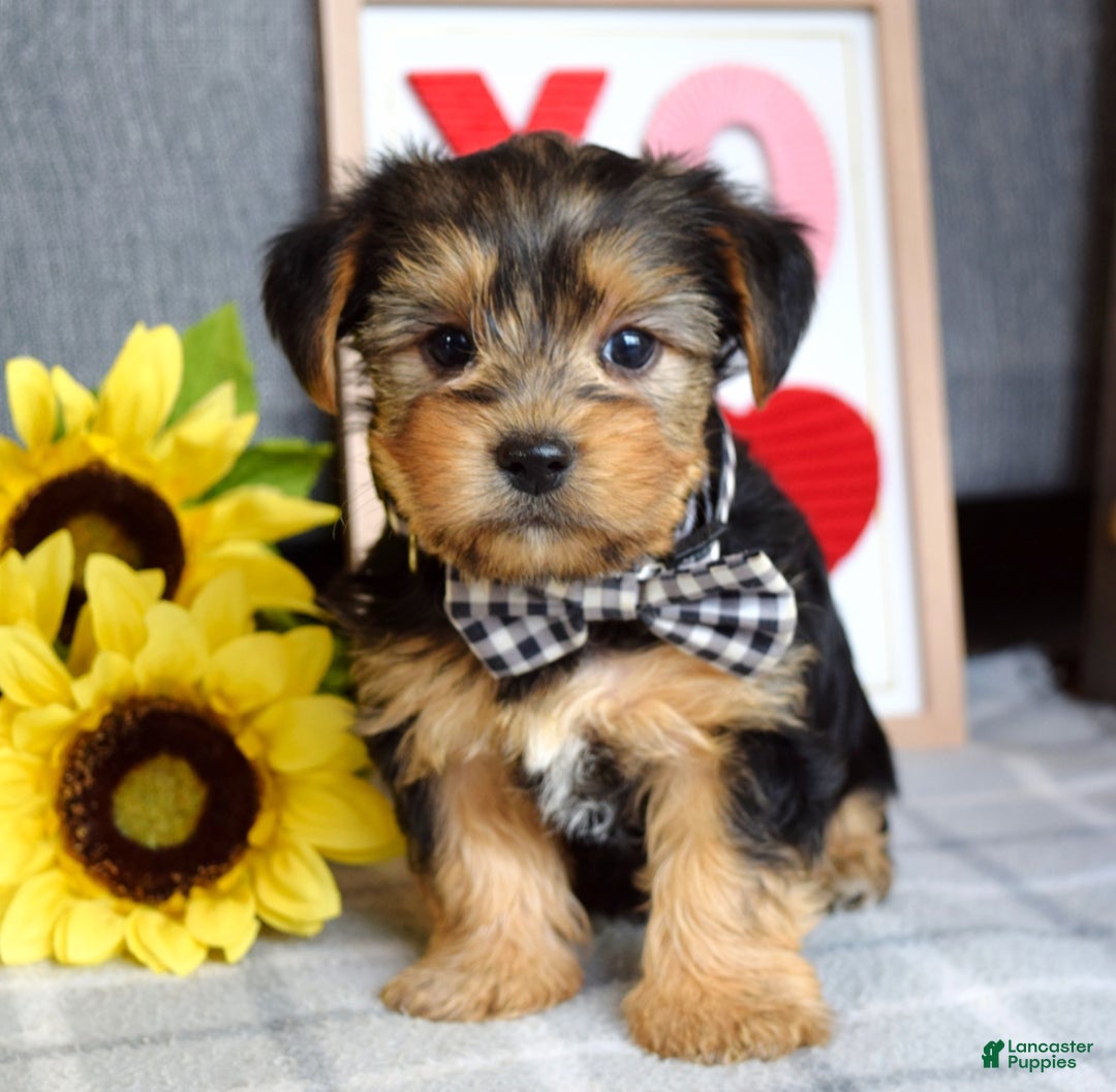 Yorkshire Terrier dogs for sale: Hank  - Ad 11