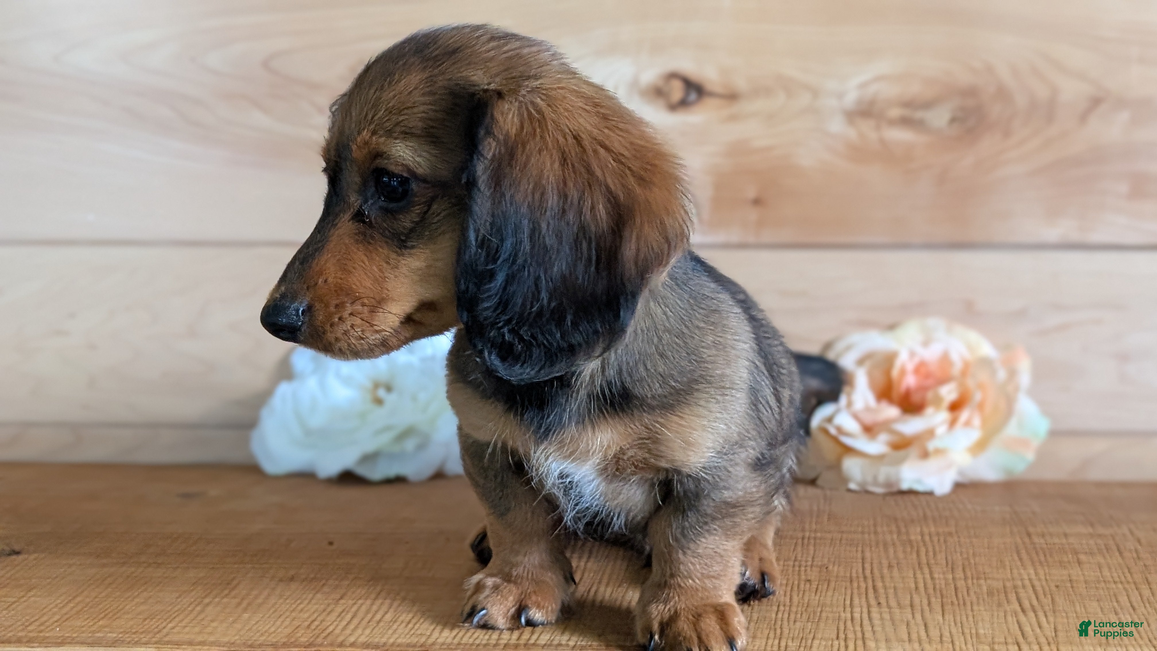 Miniature Dachshund dogs Rocco - Ad 2