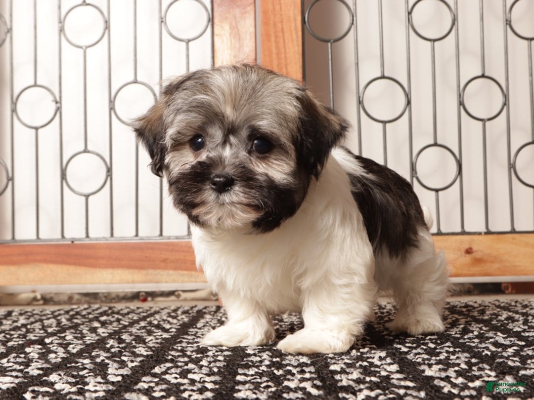 Havanese dogs for sale: Blue ACA Male Havanese  - Ad 1