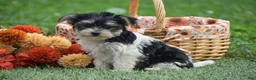 Morkie dogs for sale: Sarah - Ad 9