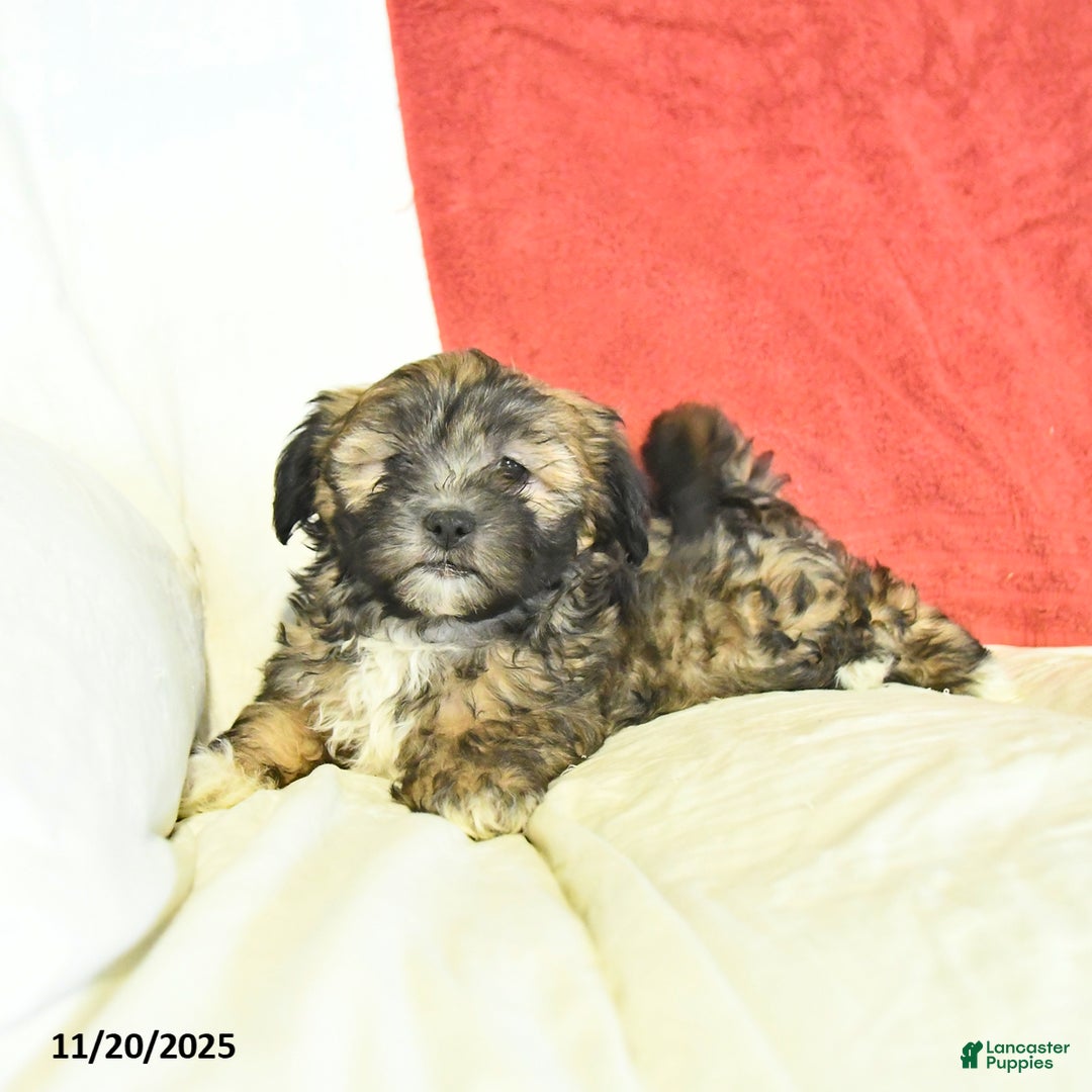 Shorkie dogs for sale: Monty - Ad 2