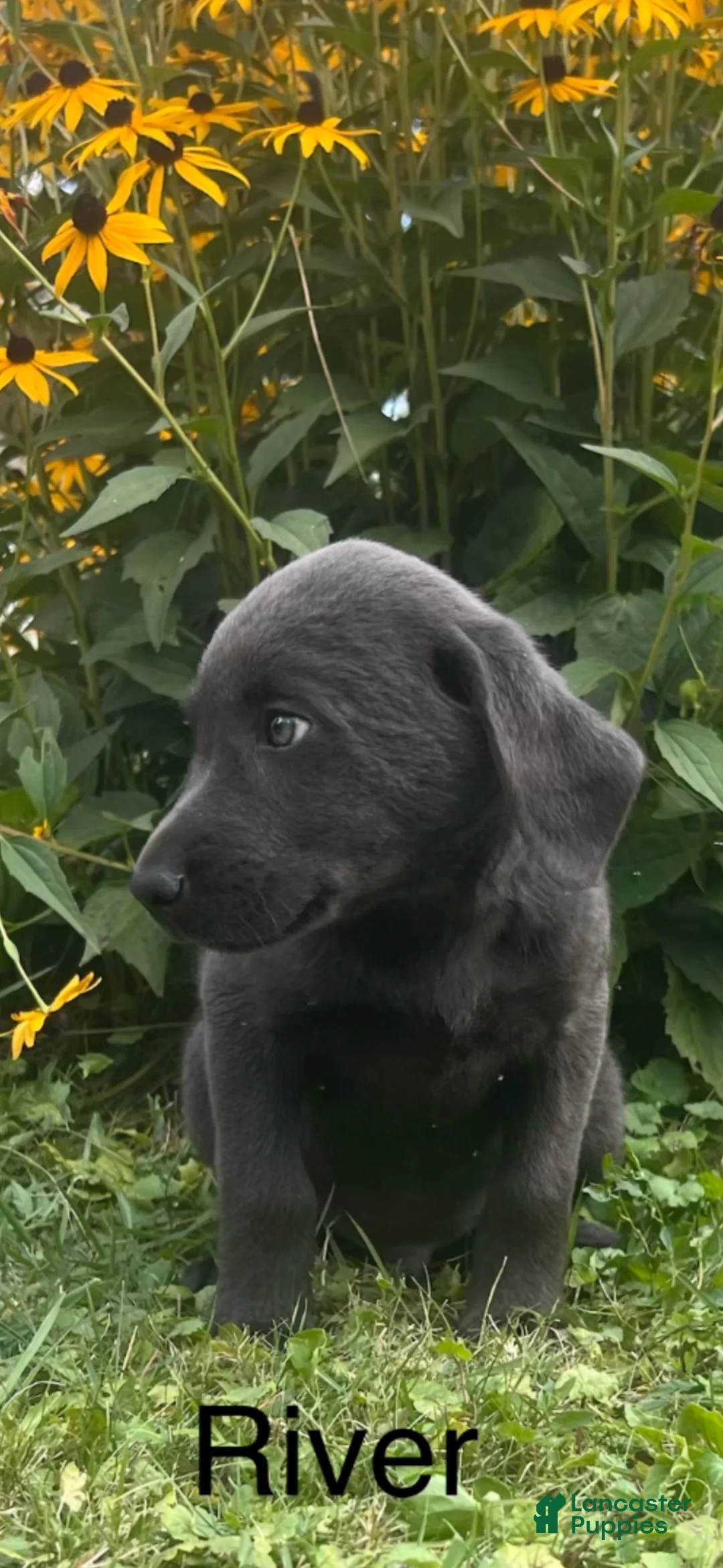 Labrador Retriever dogs for sale: River - Ad 2