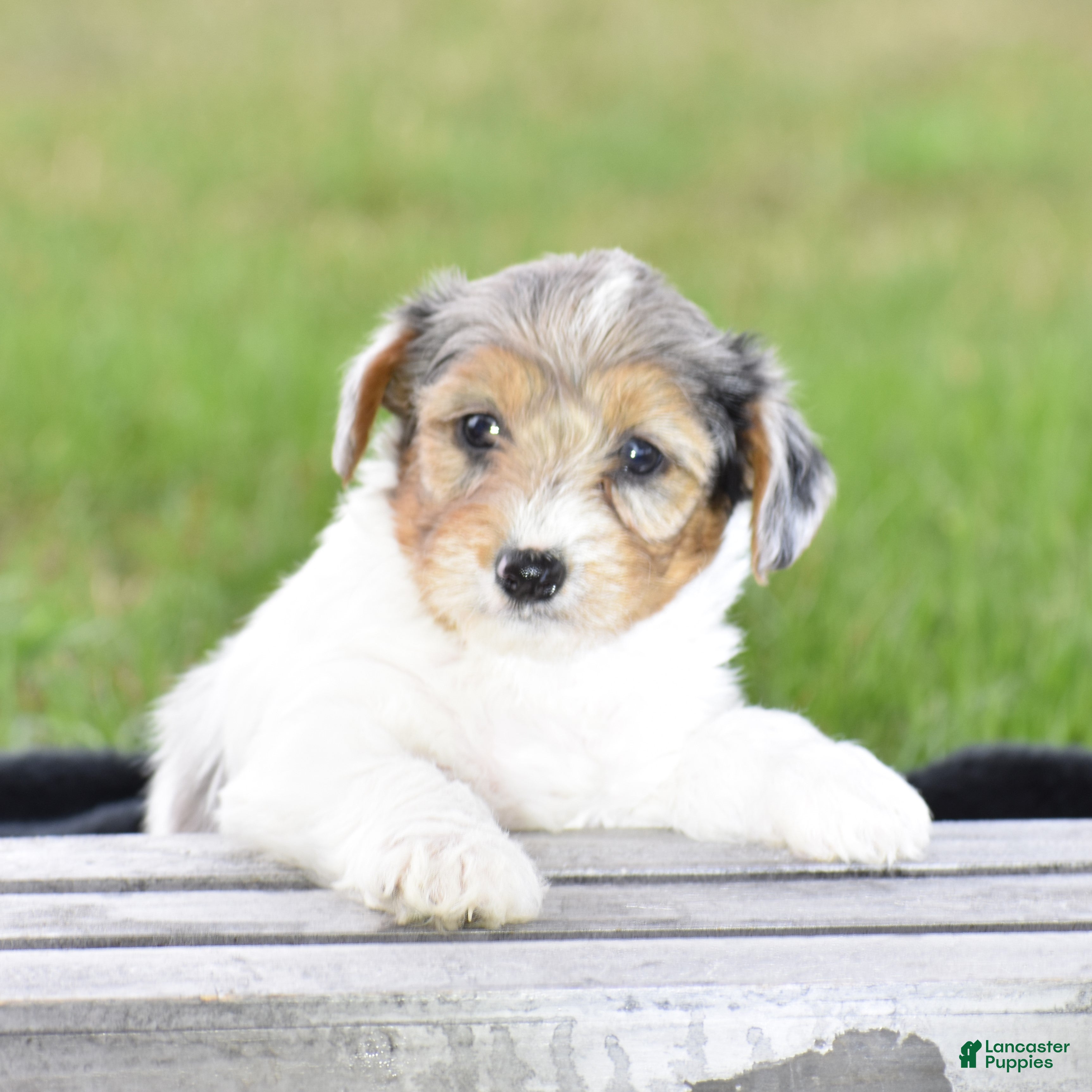 Yorkiepoo dogs Verl - Ad 2