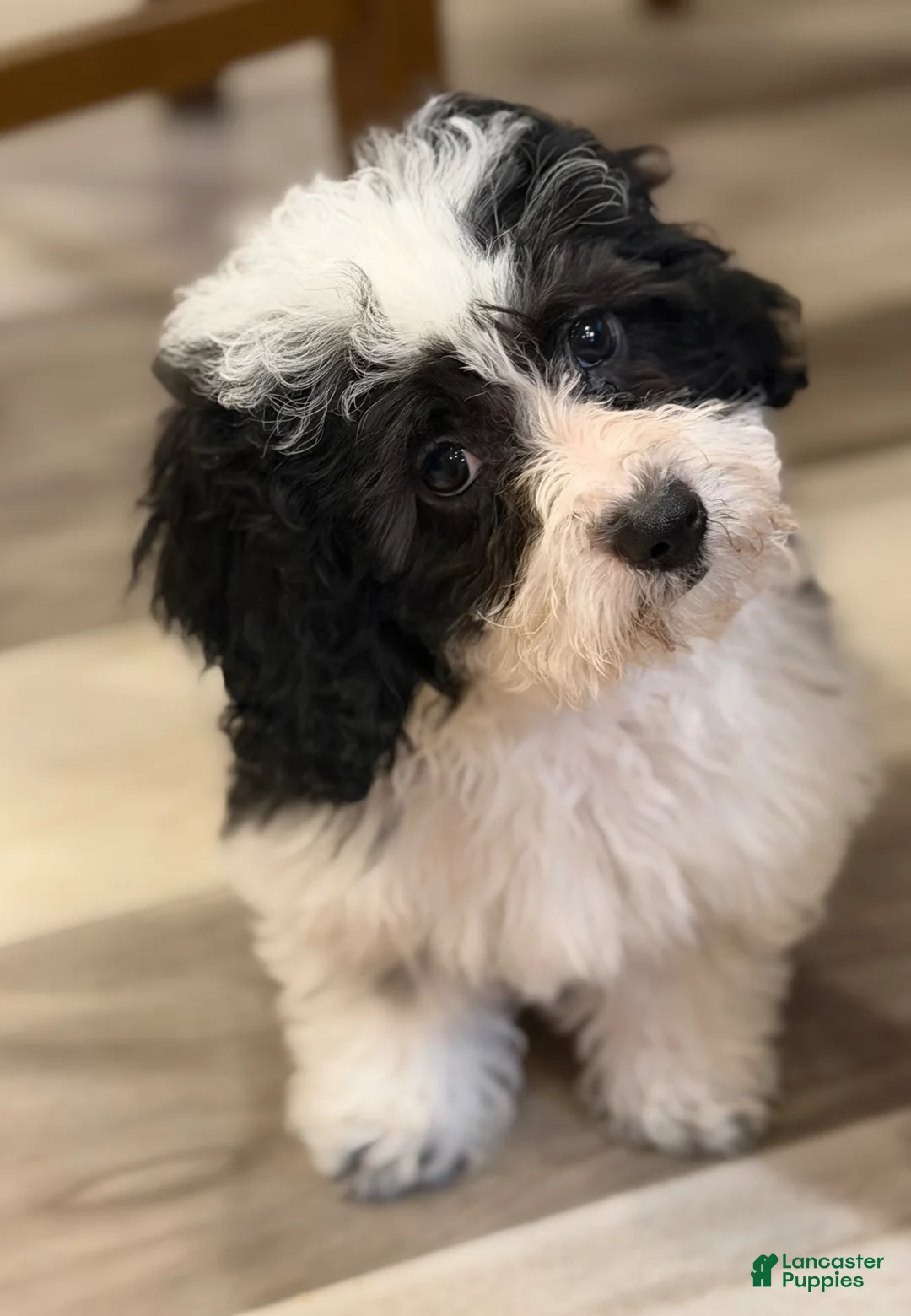 Havapoo dogs for sale: Havapoo Billy - Ad 3