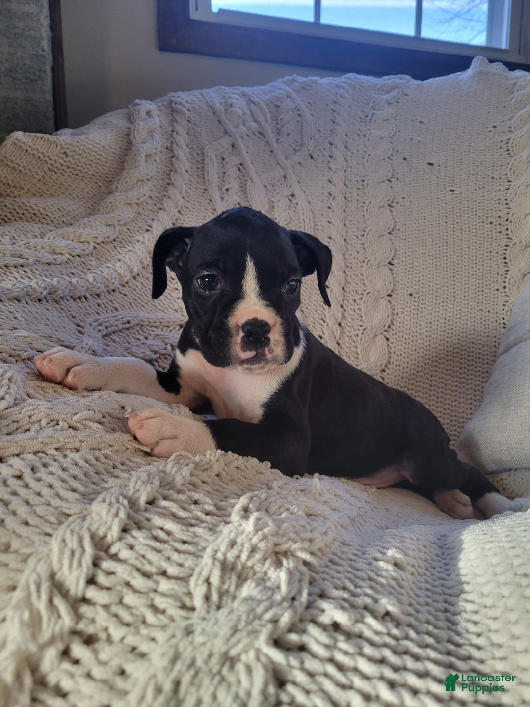 Boxer dogs for sale: Prince - Ad 5