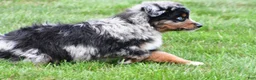 Miniature Australian Shepherd dogs for sale: Wilson - Ad 9