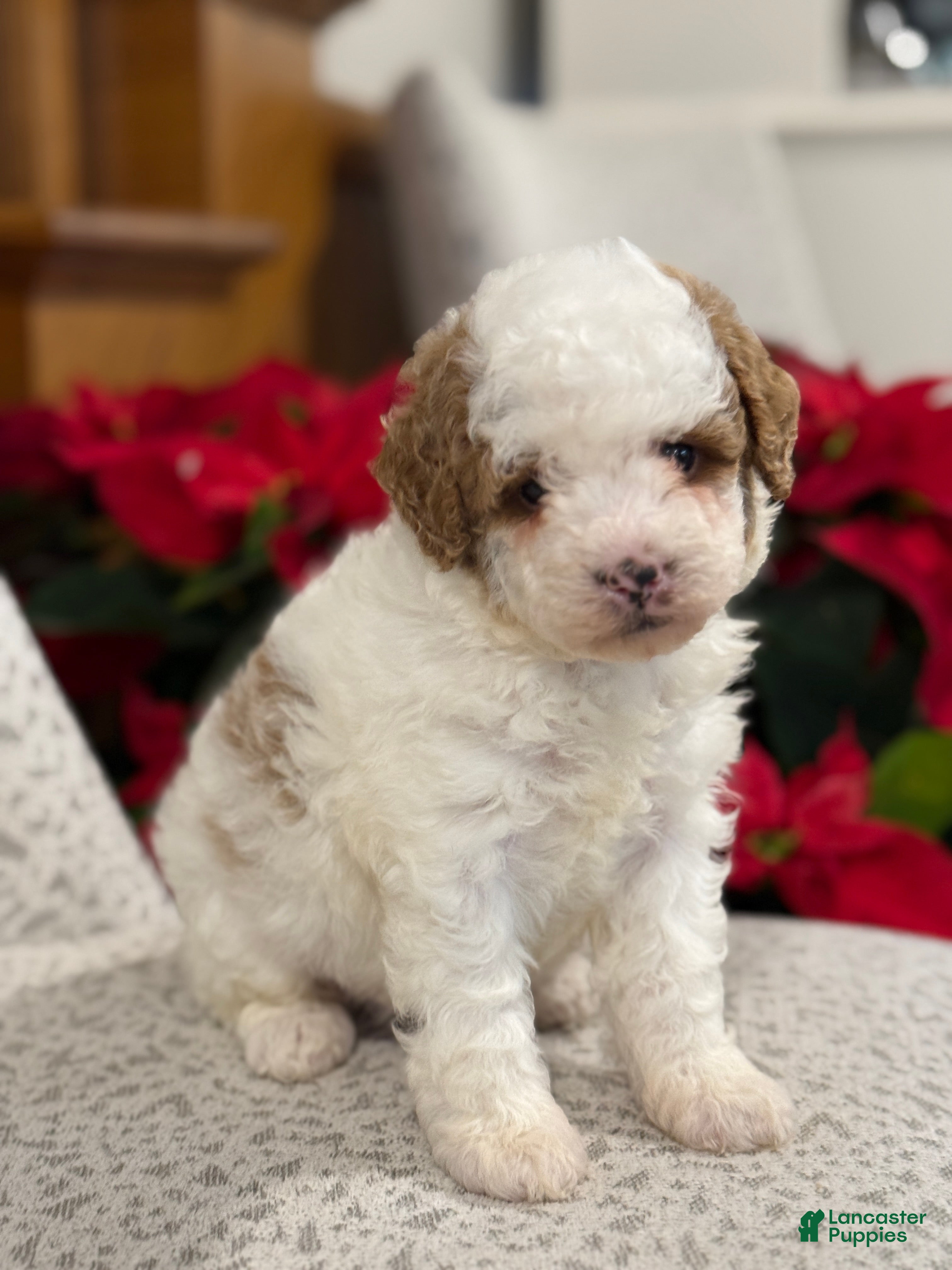 Miniature Poodle dogs Jasper  - Ad 3