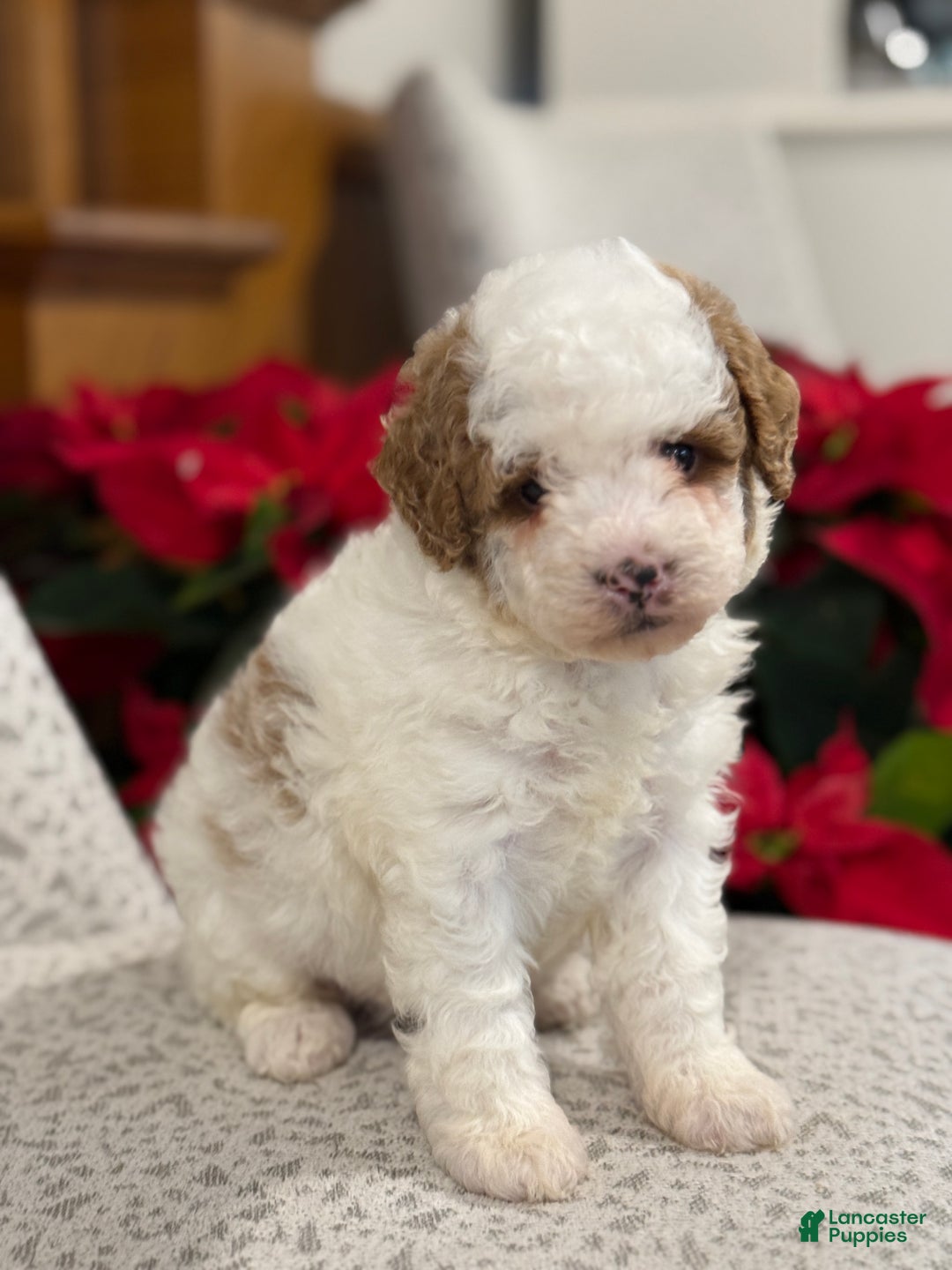 Miniature Poodle dogs for sale: Jasper  - Ad 1