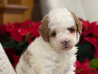 Miniature Poodle dogs Jasper - Ad 4