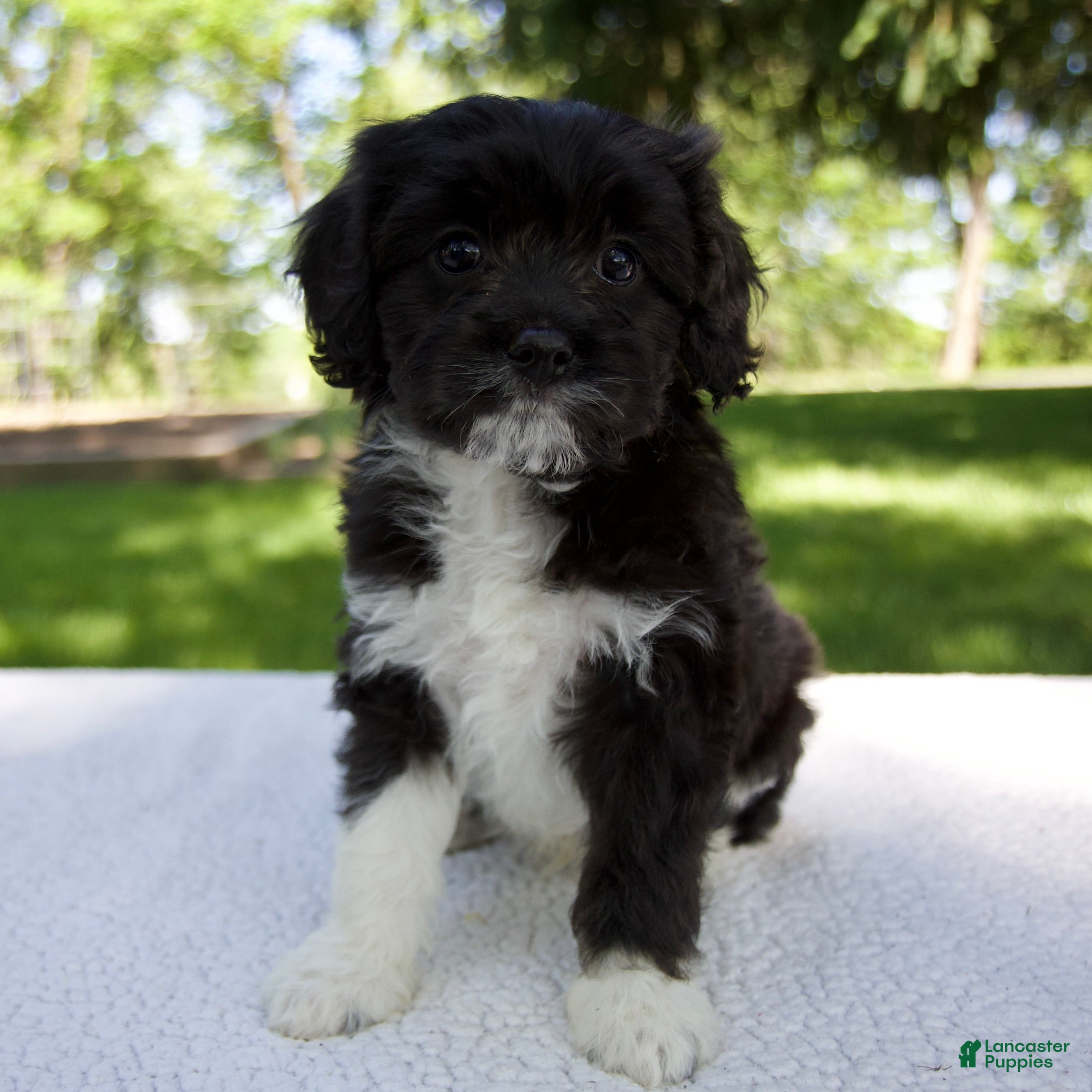 Cavapoo dogs for sale: Enzo - Ad 1