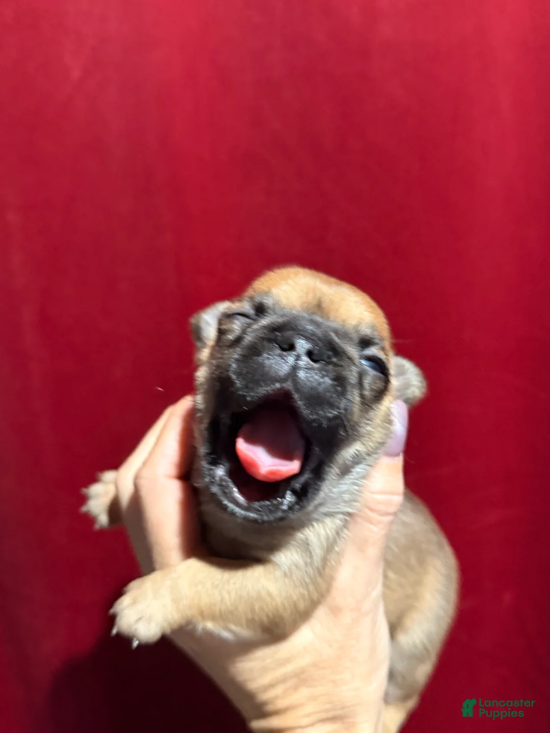 French Bulldog dogs for sale: French Bulldog Puppy 3 - Ad 15
