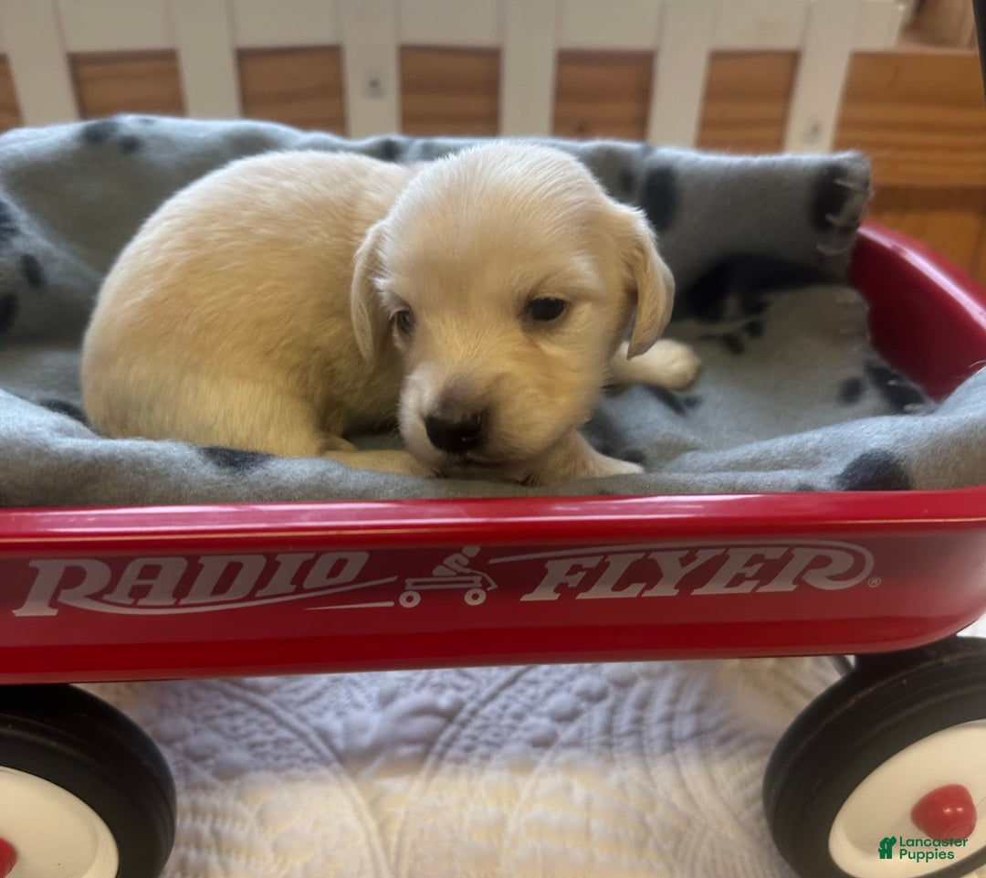 Miniature Dachshund dogs for sale: Leah - Ad 7