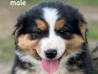 Australian Shepherd dogs Bear - Ad 8