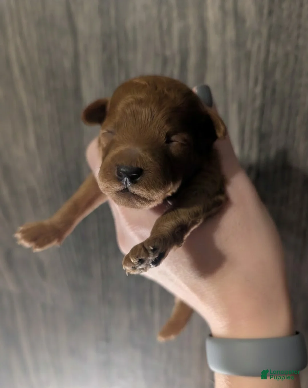 Toy Poodle dogs for sale: Rusty 🩶 - Ad 4