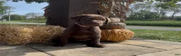 Labrador Retriever dogs for sale: Pine - Ad 1