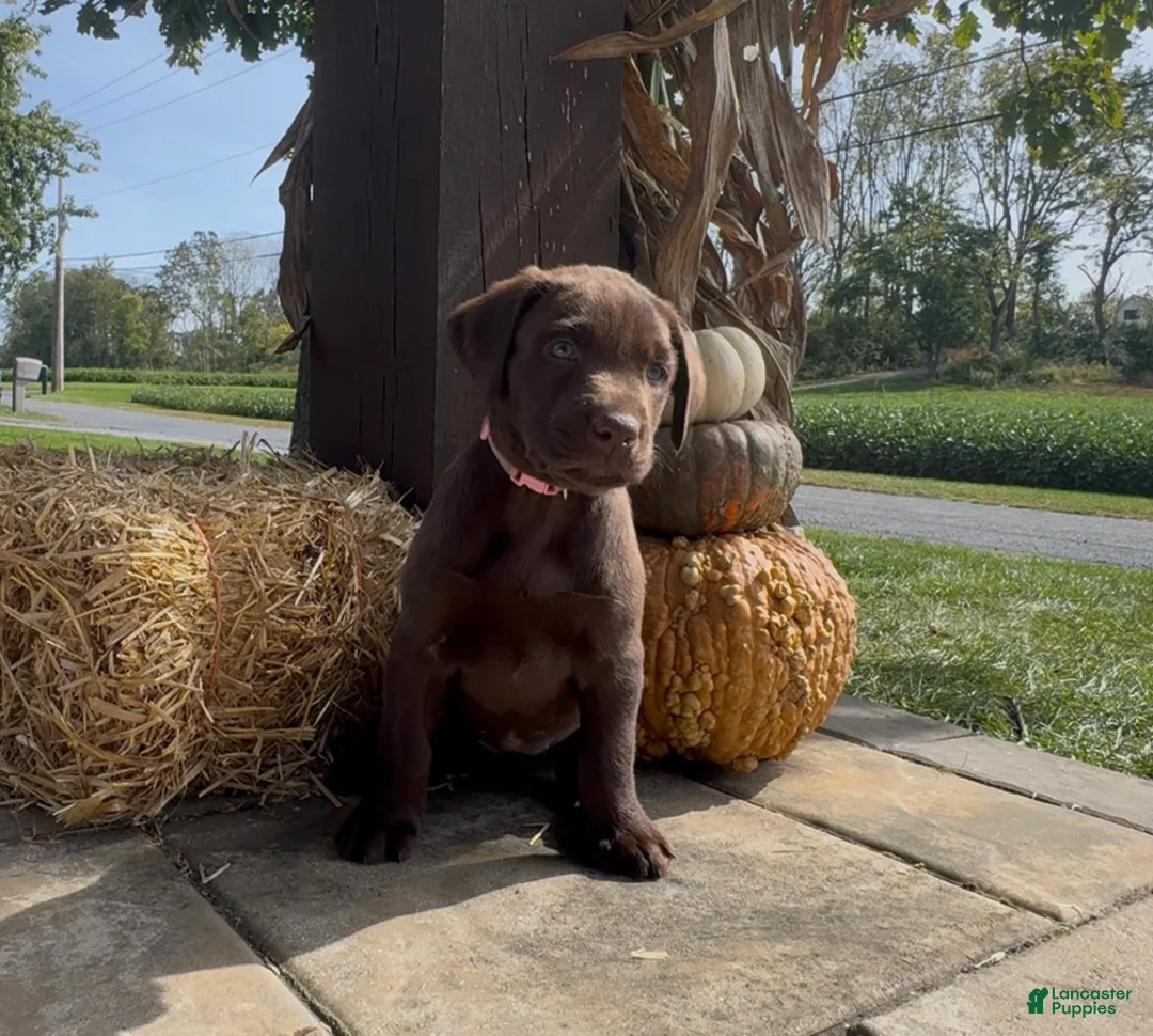 Labrador Retriever dogs for sale: Pine - Ad 1