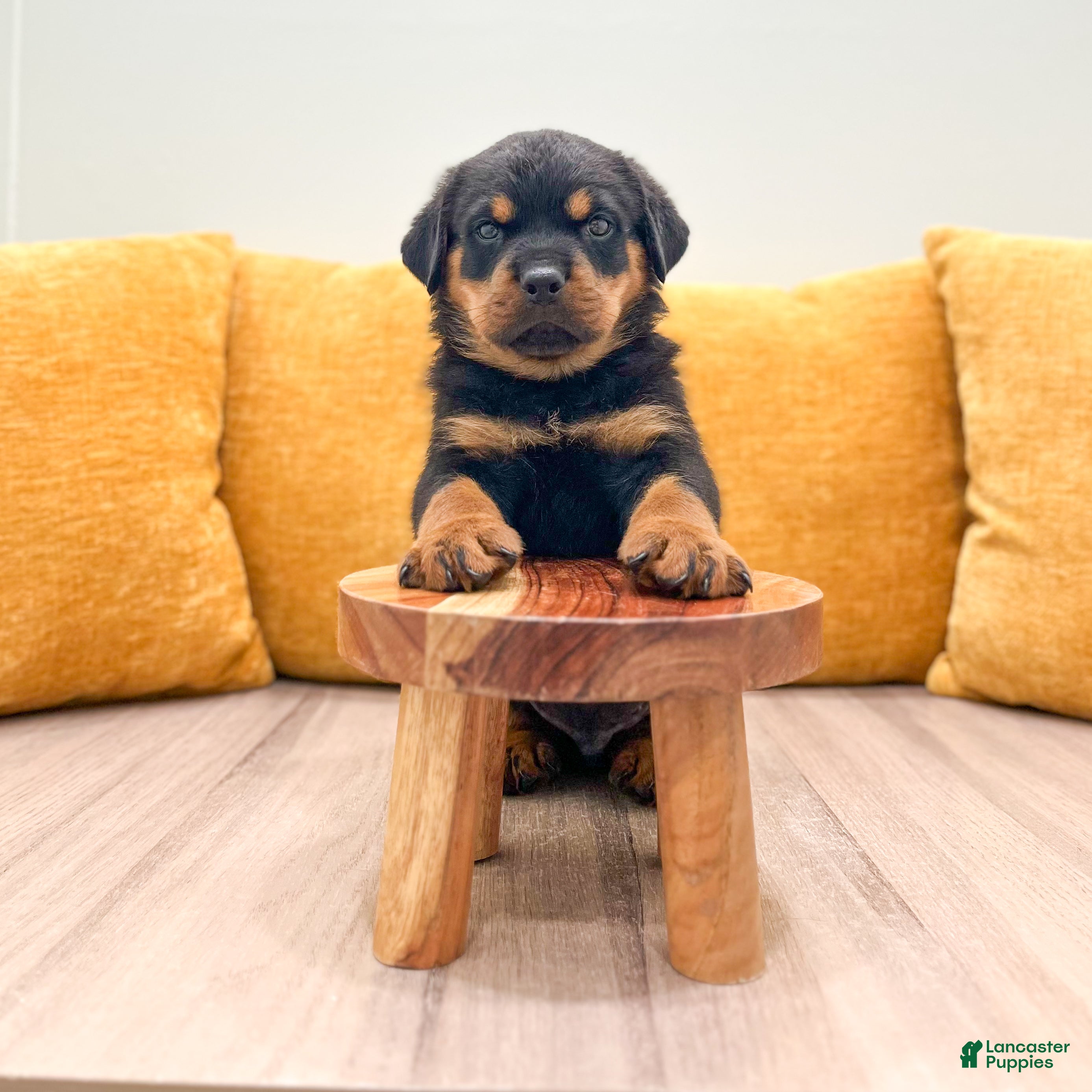 Rottweiler dogs Oliver - Ad 2