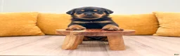 Rottweiler dogs for sale: Oliver - Ad 2