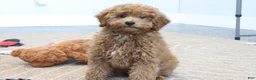 Mini Goldendoodle dogs for sale: Zachary - Ad 3