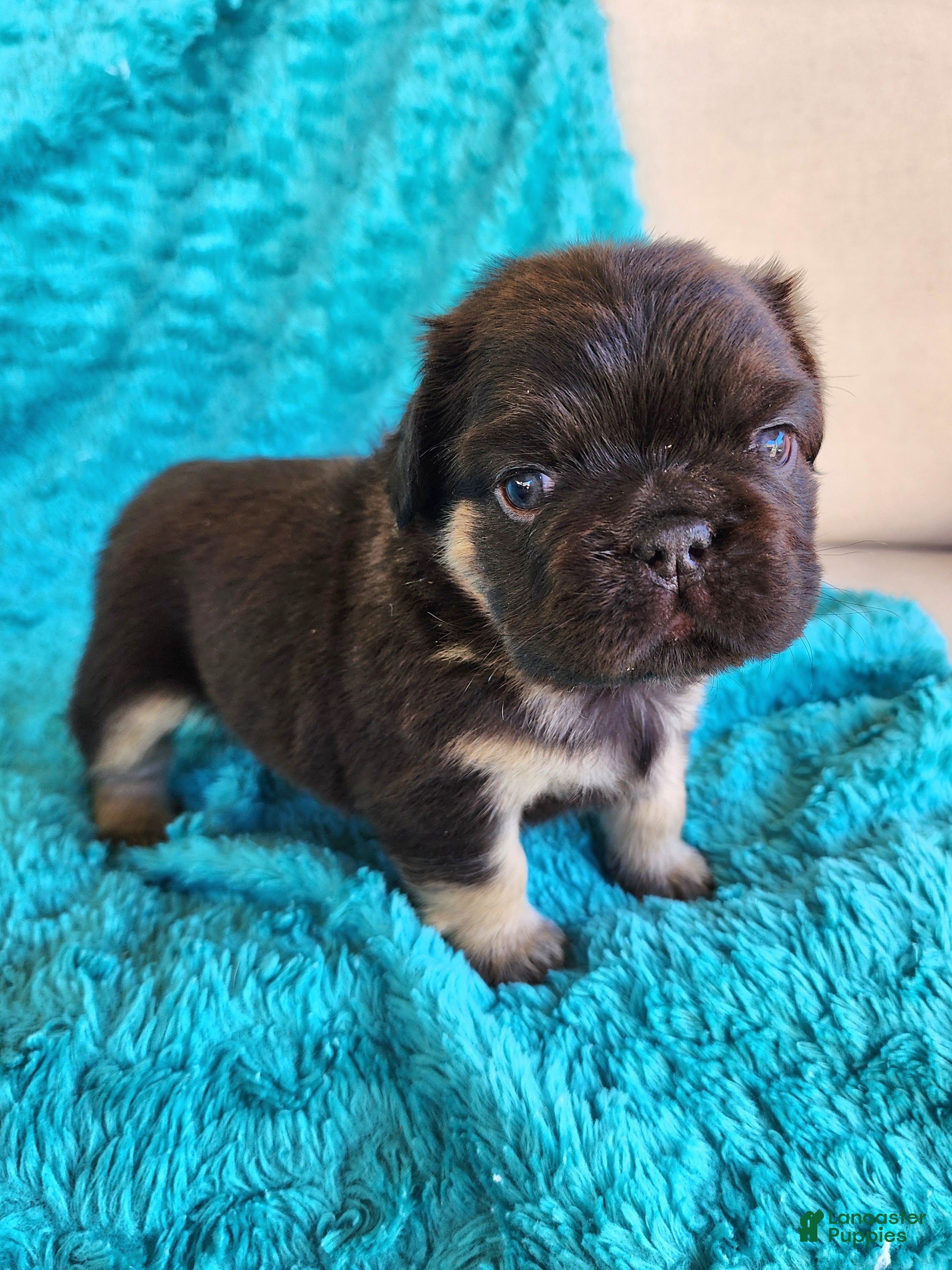 French Bulldog dogs Bear - Ad 1