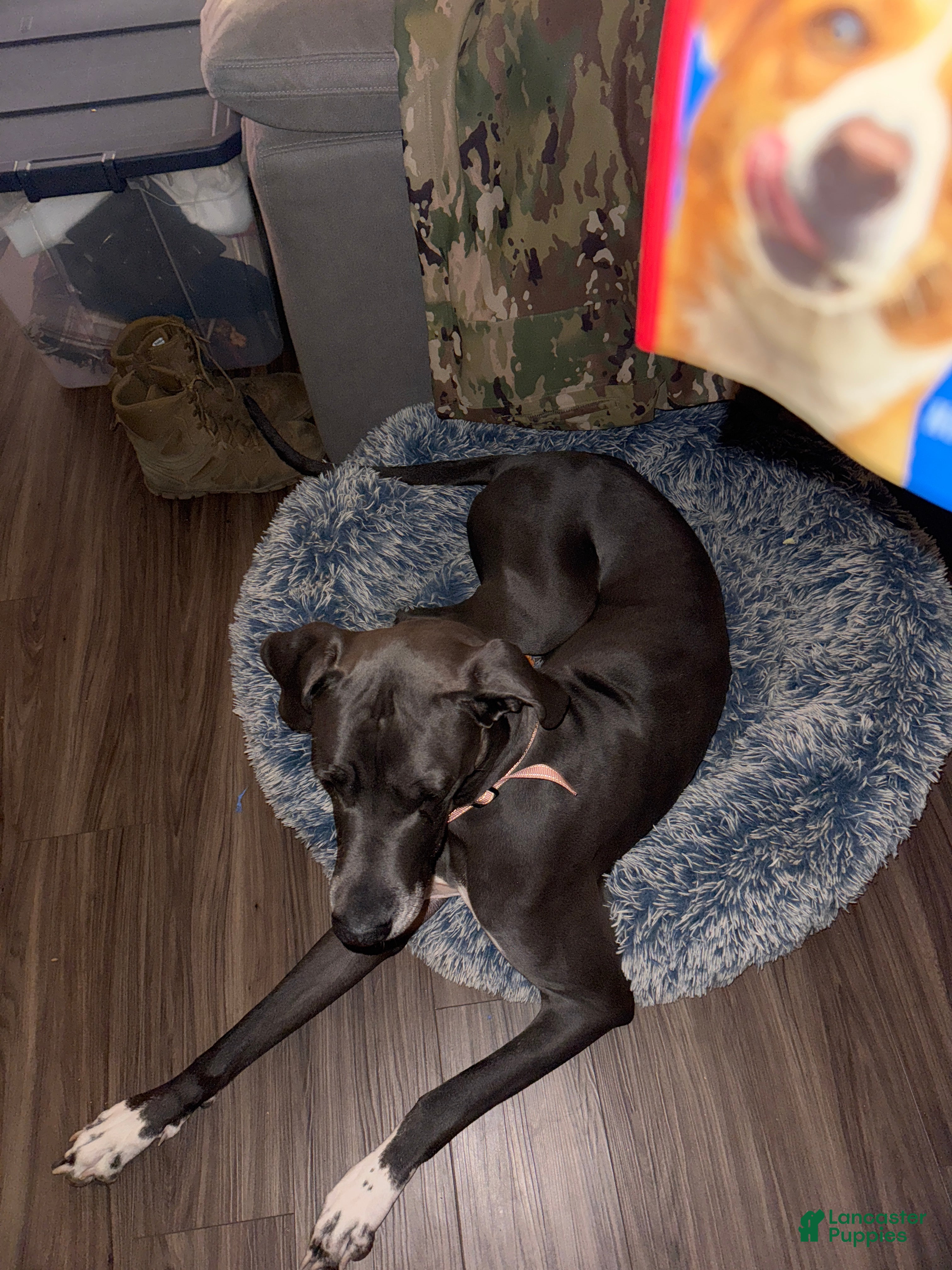 Great Dane dogs Great Dane (Jewels) - Ad 3