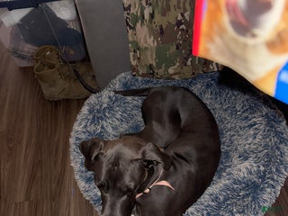 Great Dane dogs Great Dane (Jewels) - Ad 41