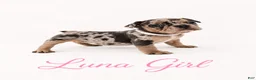 French Bulldog dogs for sale: Luna  - Ad 8