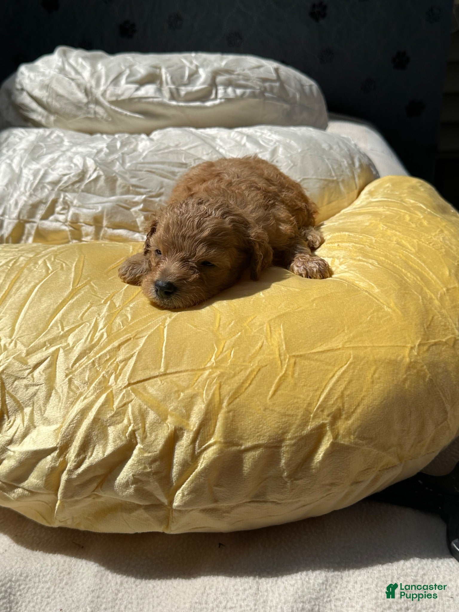 Cockapoo dogs  Rosie Cockapoo 7 - Ad 31