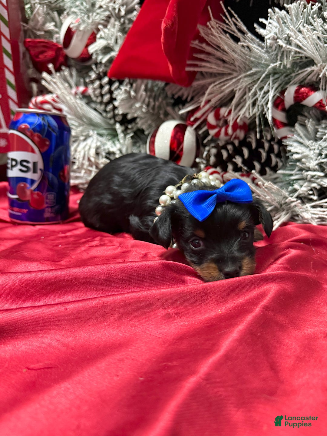 Yorkshire Terrier dogs for sale: Rigatoni  - Ad 17